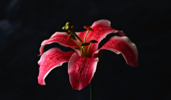 #7_CU_ Stargazer_Lily